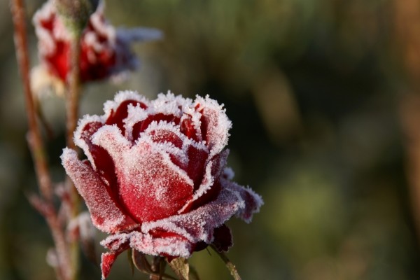 Una rosa congelada