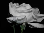 Una gran rosa de color blanco