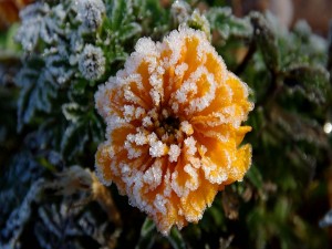 Una flor naranja, con hielo entre los pétalos