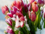 Tulipanes tras la nevada