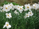 Bonitas flores blancas en el jardín