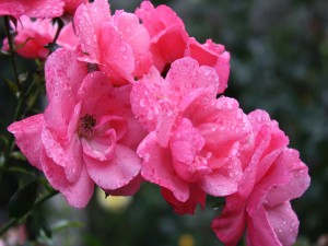 Flores rosas con gotas de agua