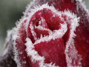 Rosa roja congelada