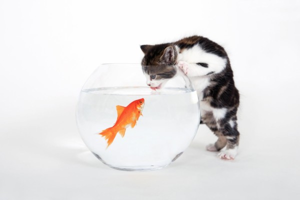 El gato y el pez