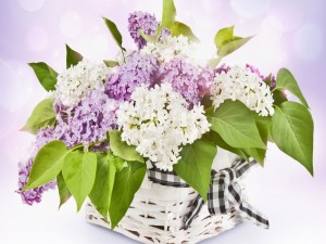 Canasta con flores, color blanco y púrpura