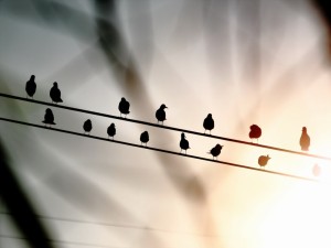 Pájaros sobre los cables