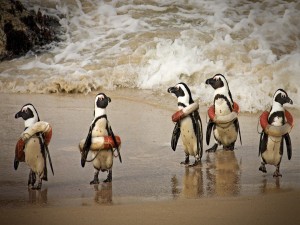 Pingüinos con salvavidas