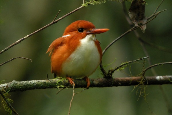 Martín pescador enano, en el Parque Nacional de Andasibe-Mantadia (Madagascar)