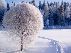 Un bonito árbol blanco, en la nieve