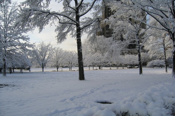 Nieve en un parque