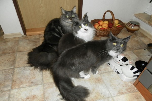 Tres gatitos esperando la comida