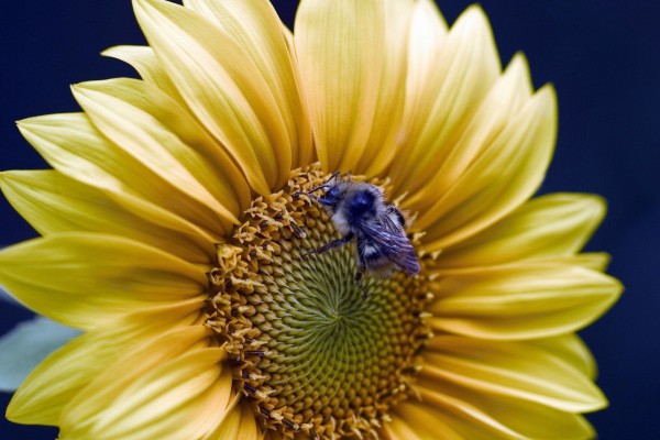 Un abejorro en la flor