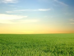 Un gran campo de trigo verde