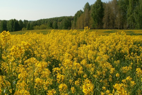 Campo con flores amarillas
