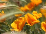 Flores amarillas y espigas