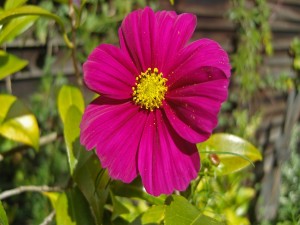 Una flor de color fucsia