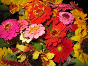 Flores de gran tamaño, y varios colores