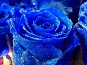 Rosas azules, con gotas de agua