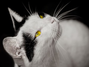 Precioso gato, con ojos de color amarillo