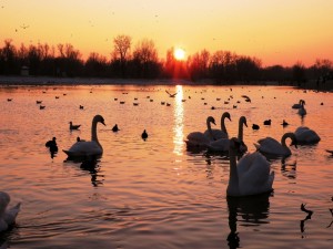 Cisnes y patos, en el lago al atardecer
