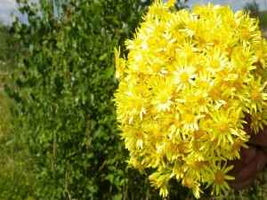Postal: Ramo de flores amarillas