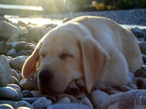 Un perro dormido sobre las piedras
