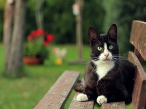 El gato sobre un banco