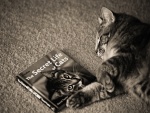 Gato dormido, junto a un libro de gatos