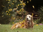 Lluvia de hojas sobre el perro