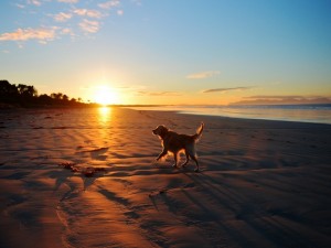 Postal: Perro paseando por la playa