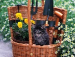 Gatito en la cesta con las flores