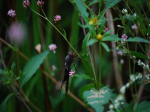 Postal: Gran insecto negro, en el tallo de la planta