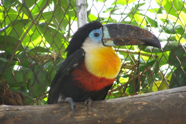 Pájaro tropical de gran pico