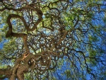 Árbol con ramas rizadas