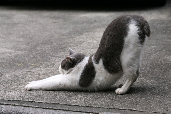 Un gato estirandose