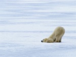 Oso polar, dormido sobre el hielo
