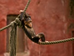 Un mono descansando en la cuerda