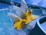Canarios en el tobogán de agua
