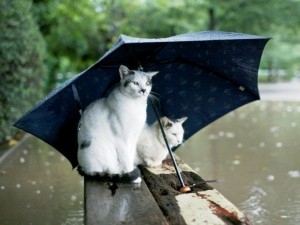 Gatos bajo el paraguas