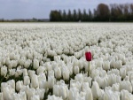 Un tulipán rojo, entre tulipanes blancos