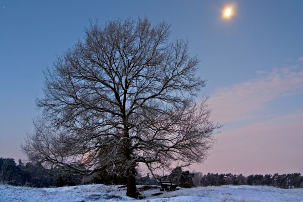 Un banco junto al árbol, en un lugar nevado