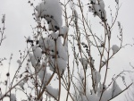 Nieve en las finas ramas del árbol