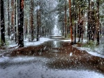 Cae la nieve, sobre los árboles y el camino