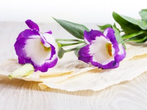Flores color lila y blanco