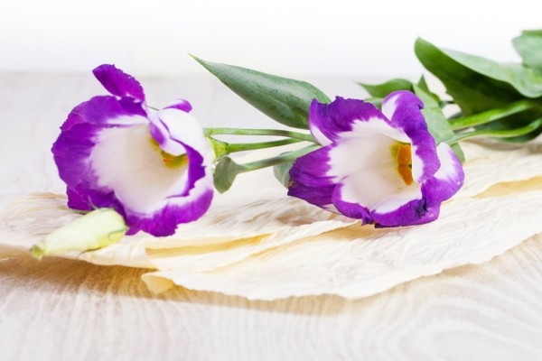Flores color lila y blanco (33019)