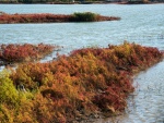 Vegetación otoñal en la ribera del río
