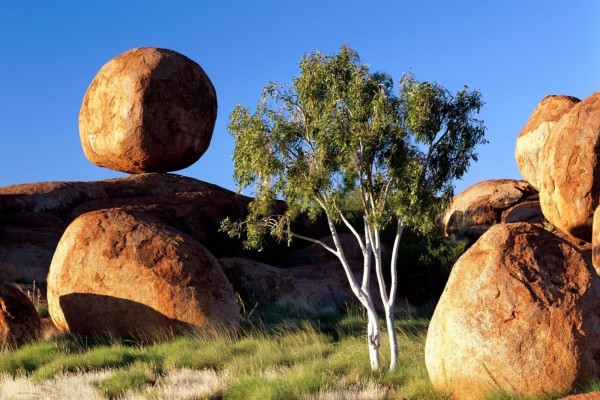 Grandes piedras redondas junto a un árbol