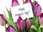 Tulipanes con un cartel para mamá
