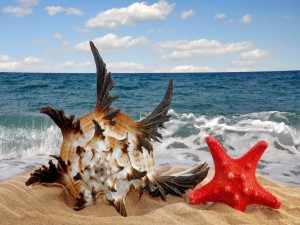 Postal: Concha marina y estrella en la arena junto al mar