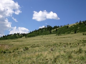 Una pradera verde